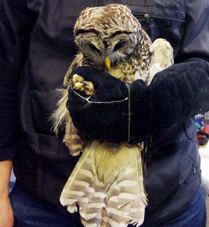 Barred owl