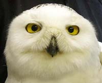 St. Nick, snowy owl