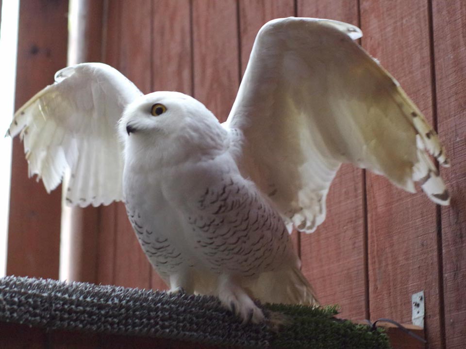 Snowy owl on alert