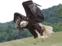 Lucky, bald eagle