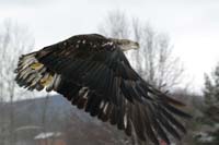 Canace, bald eagle