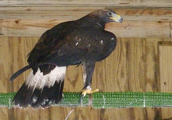 Zeus in his flight cage