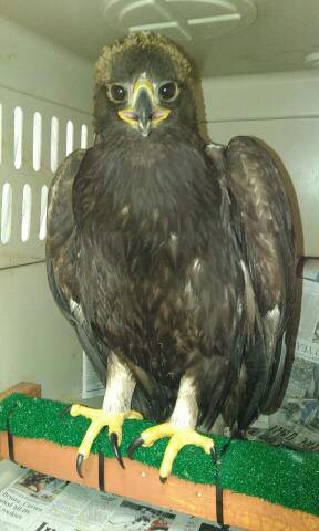 Zeus at Centre Wildlife Care