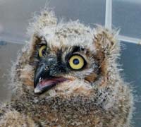 Owlet, great horned