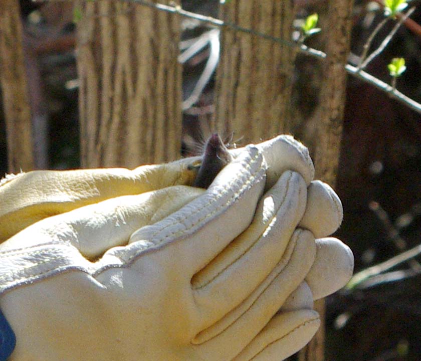 Tiny shrew