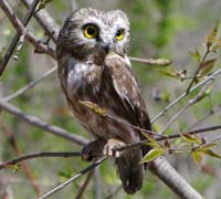 Saw-whet owl