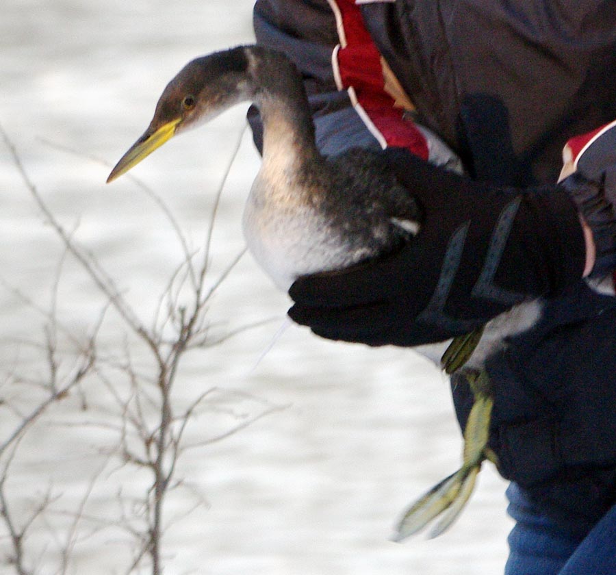 Robyn Graboski holding red-necked grebe