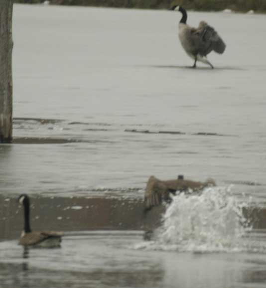 Canada geese - the jump