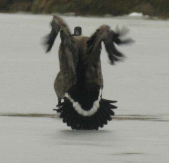 Canada geese - the crash