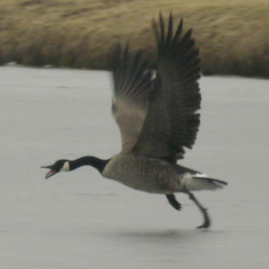 Canada geese - jump start