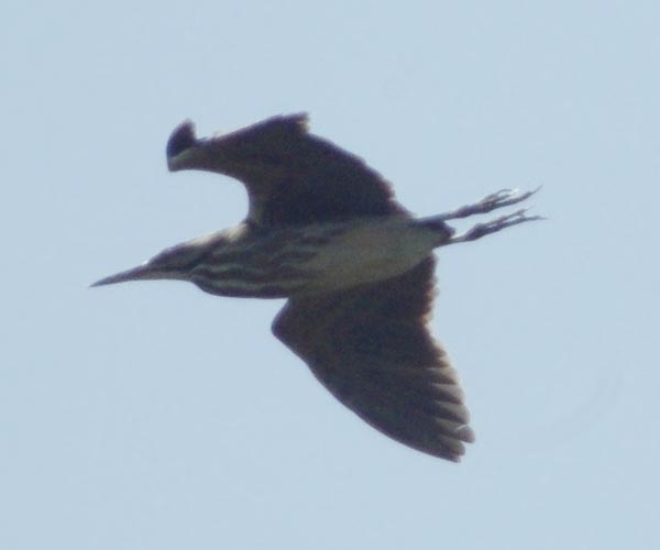 American bittern