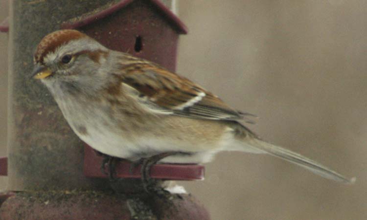American tree sparrow at feeder