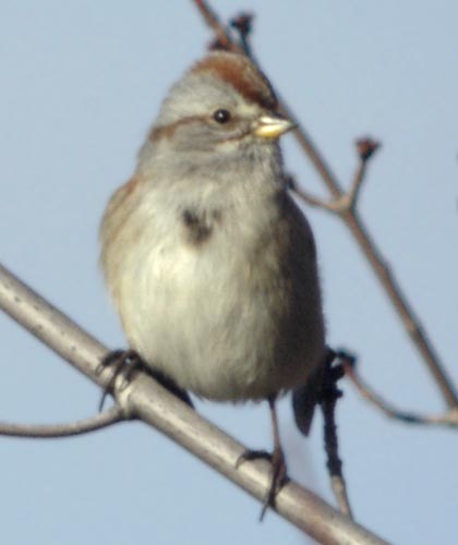 American tree sparrow