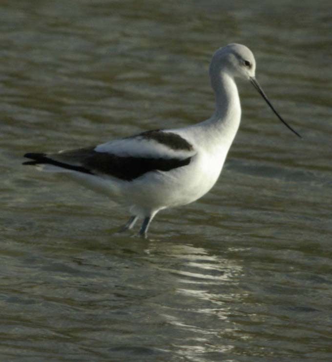 American avocet