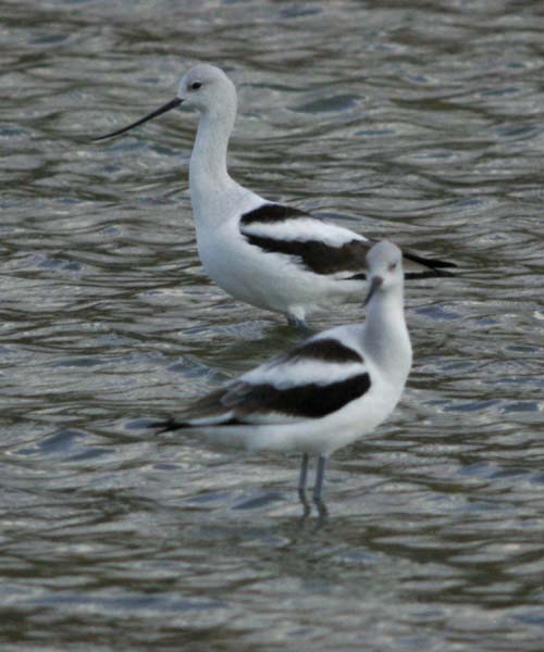 American avocet pair