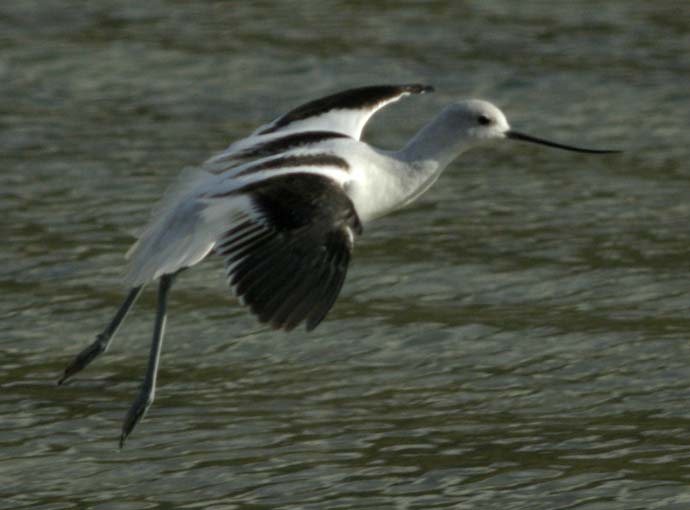 American avocet landing