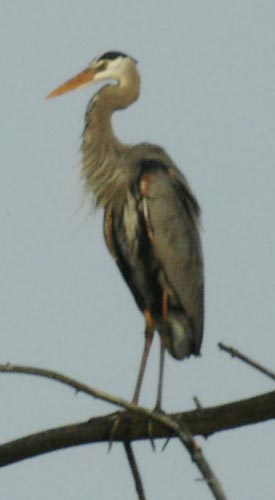 Great blue heron