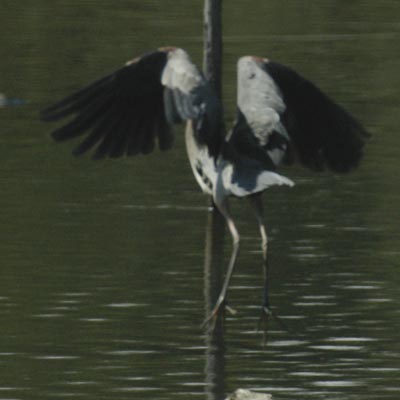 Great blue heron, launching