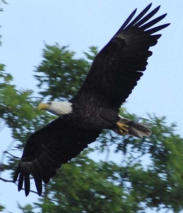 Soaring bald eagle
