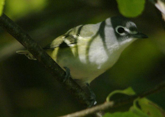 Blue-headed vireo