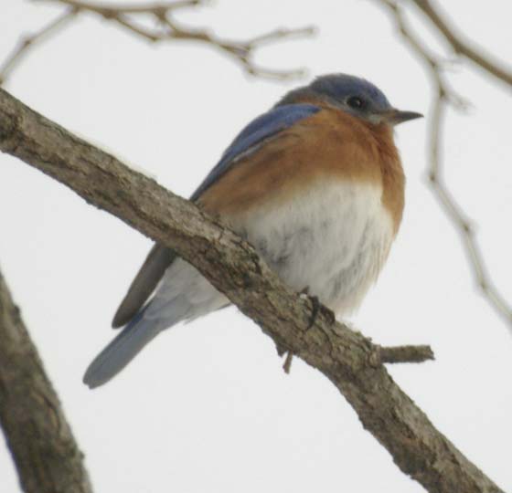 Eastern bluebird