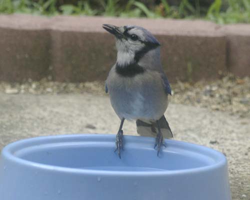Blue jay inspecting blue bowl