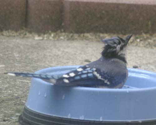 Blue jay bathing
