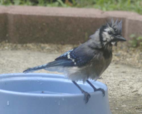 A wet blue jay