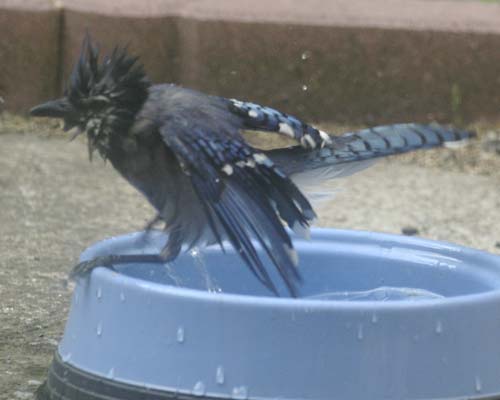 A very wet blue jay