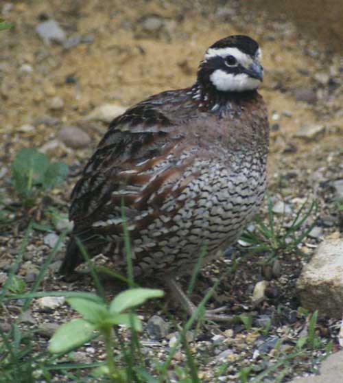 Bobwhite