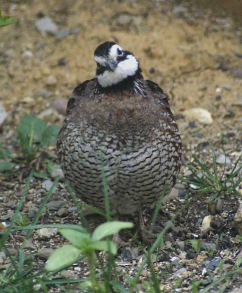 Bobwhite stare