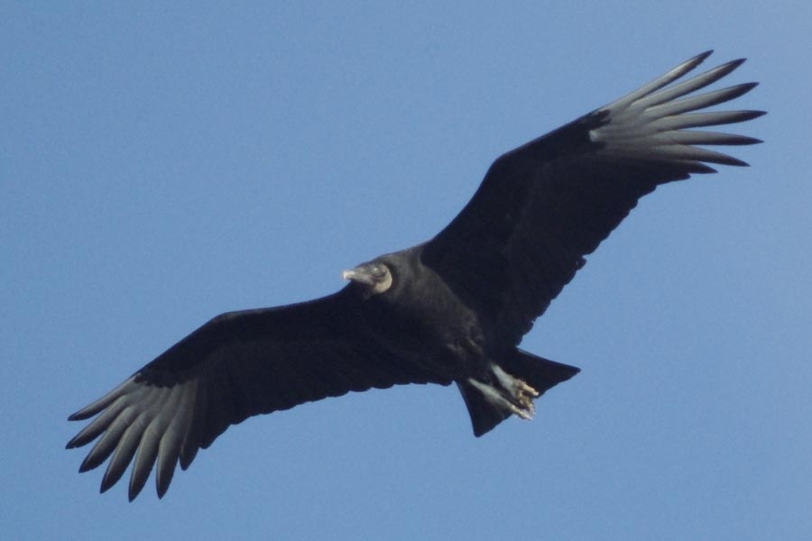 Black vulture
