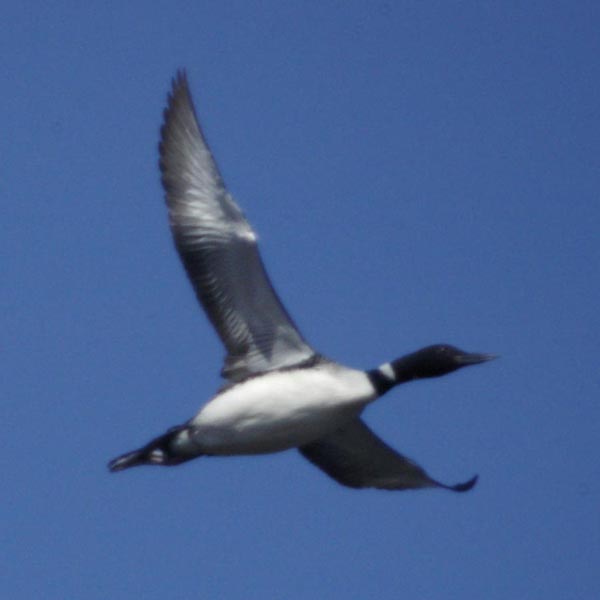 Common loon flying overhead