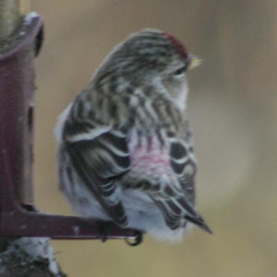 Common redpoll