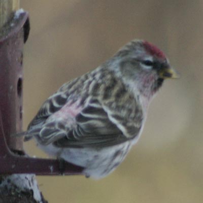 Common redpoll