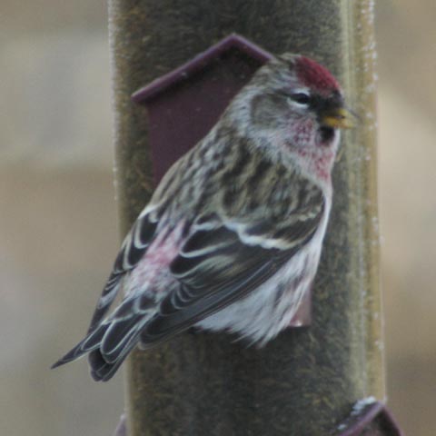 Common redpoll