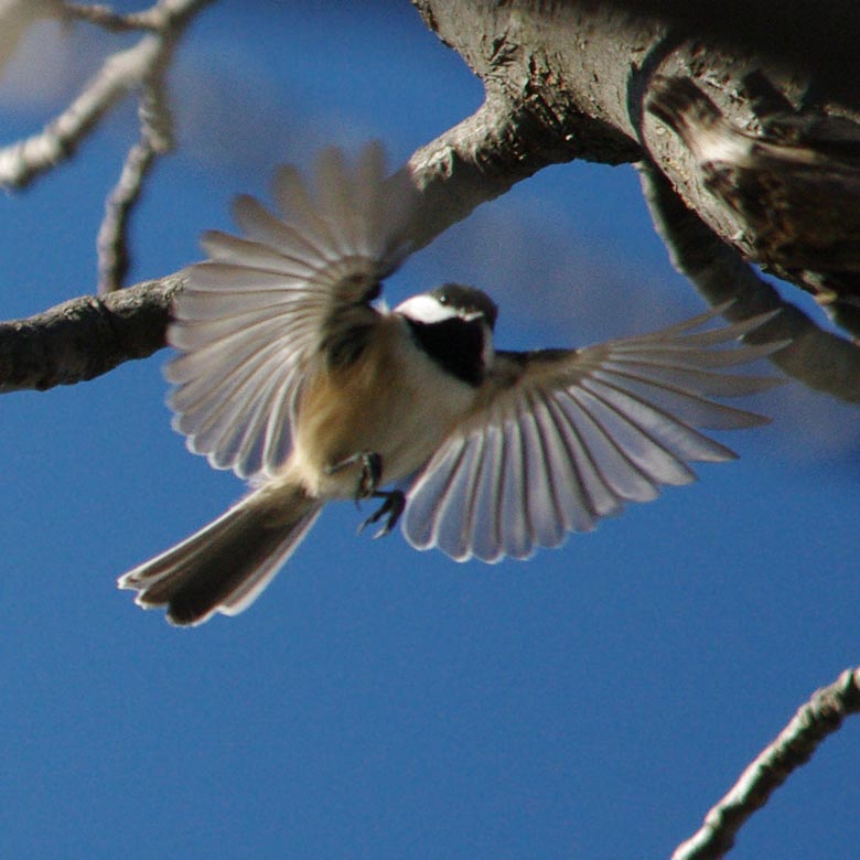 Black-capped chickadee landing