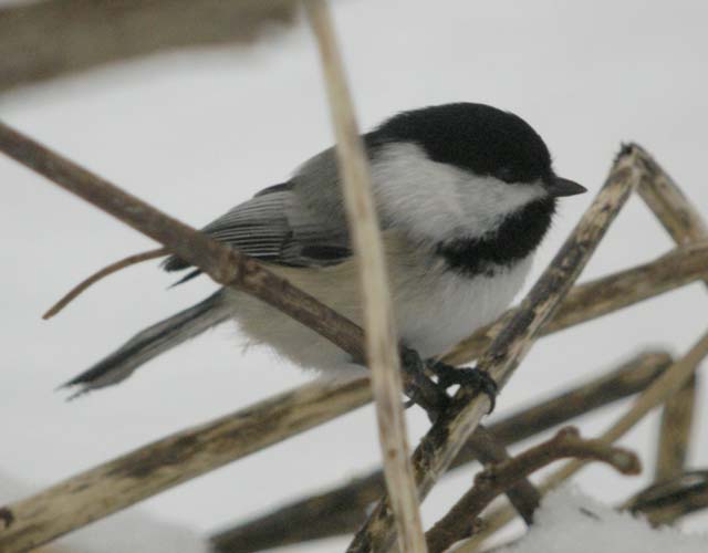 Black-capped chickadee