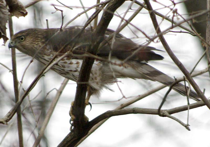 Immature Cooper's hawk outside my home