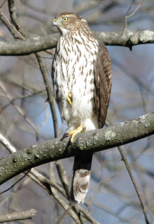Immature Cooper's hawk