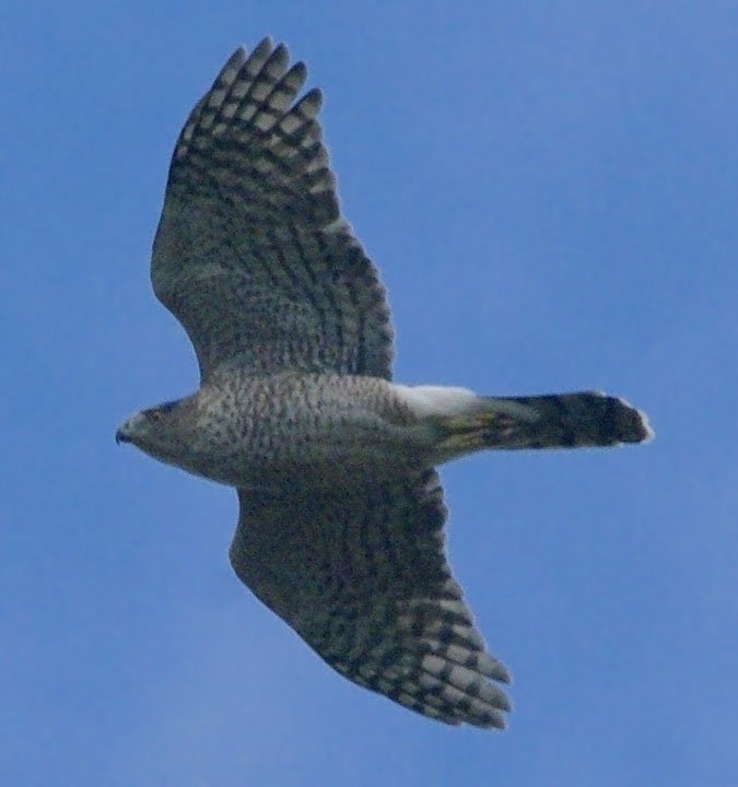 Cooper's hawk by Jo Hayes Vista