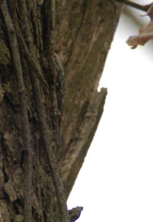 Brown creeper in disguise