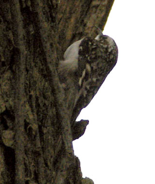 Brown creeper visible