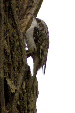 Brown creeper profile