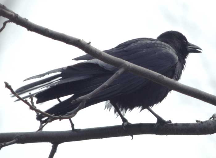 Crow