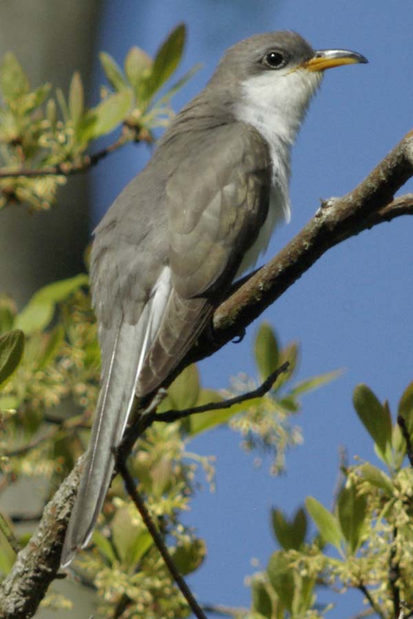 Yellow-billed cuckoo
