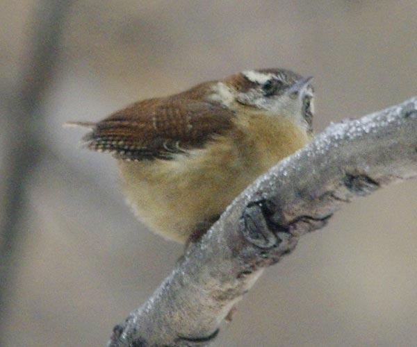 Carolina wren on branch