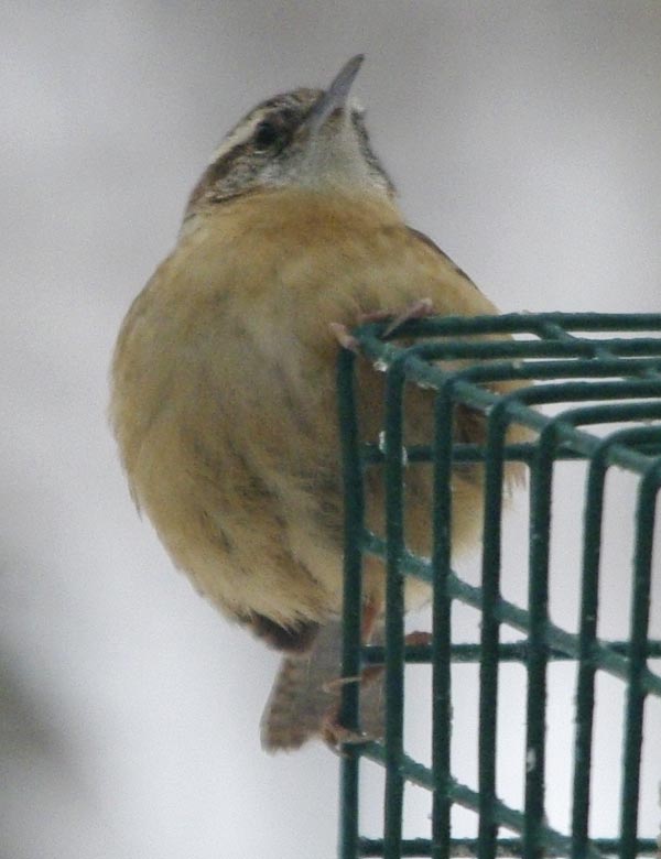 Puffed Carolina wren reaches the suet