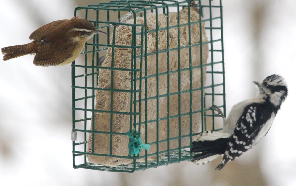 Carolina wren and Ms. downy woodpecker