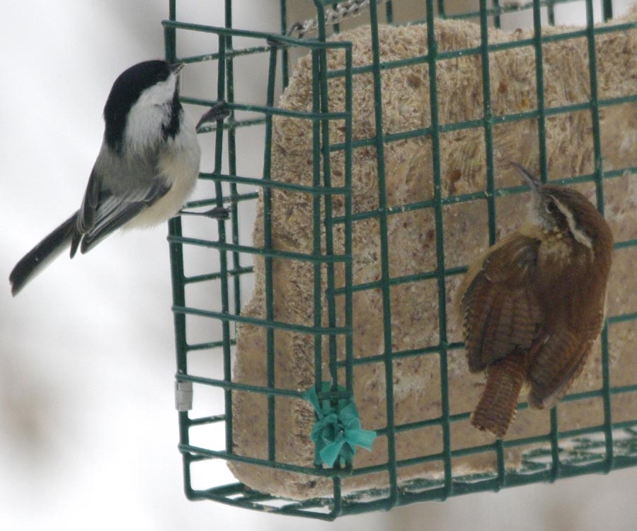 Carolina wren and chickadee